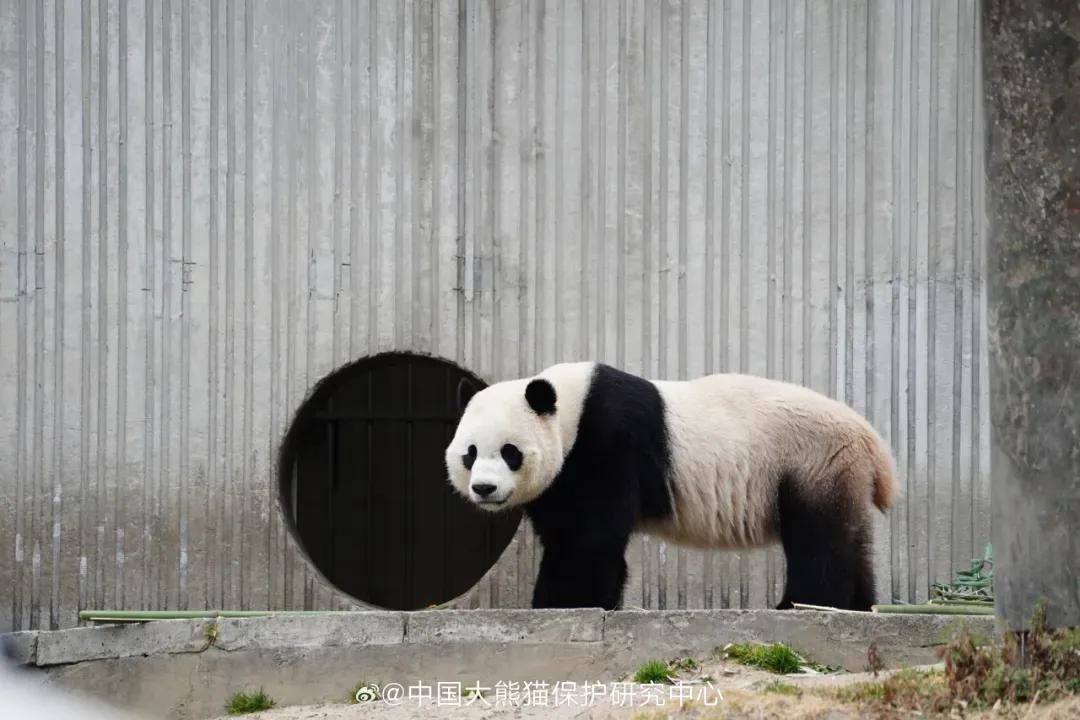 ▲大熊猫“小奇迹”