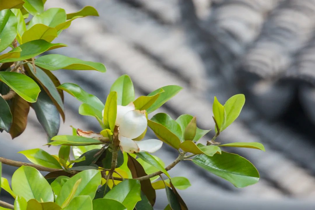 社教|广玉兰,许你一树的"荷塘月色"