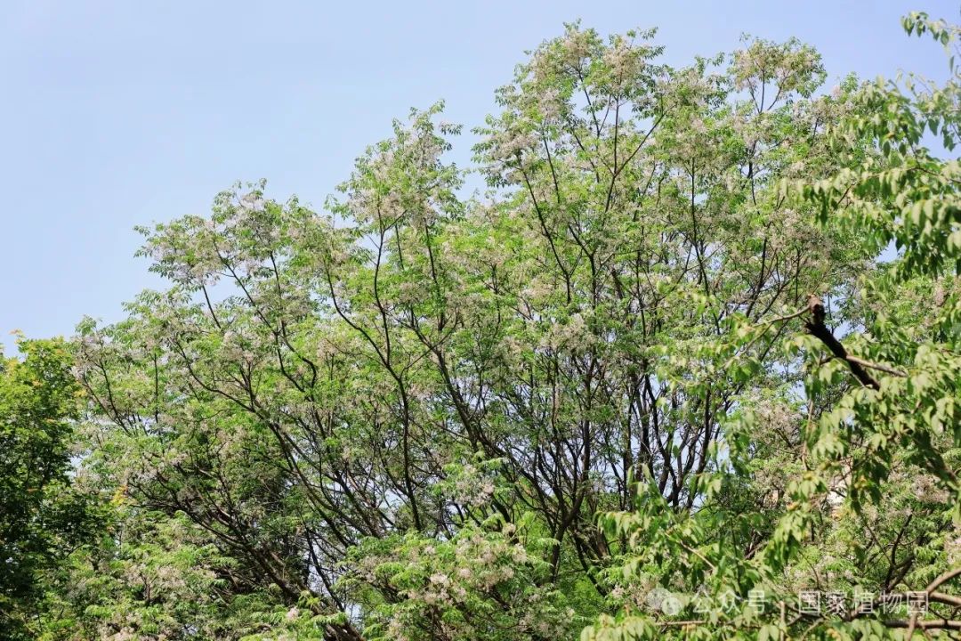 楝(liàn)melia azedarach楝又称苦楝树,金铃子,紫花树,是楝科楝属