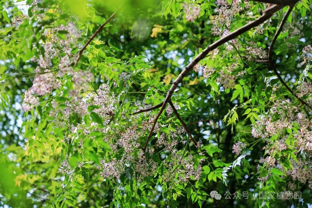 早夏楝花香