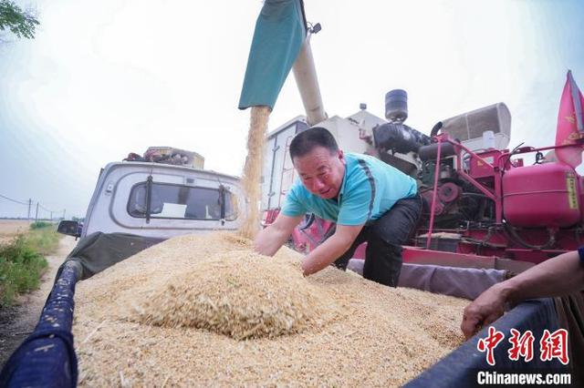 图为村民将收获的麦粒装车。 邹雄 摄