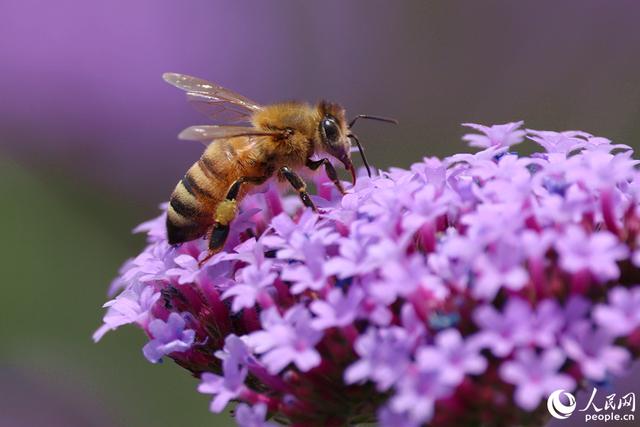 氤氲香气引来蜜蜂采蜜.人民网记者 陈博摄
