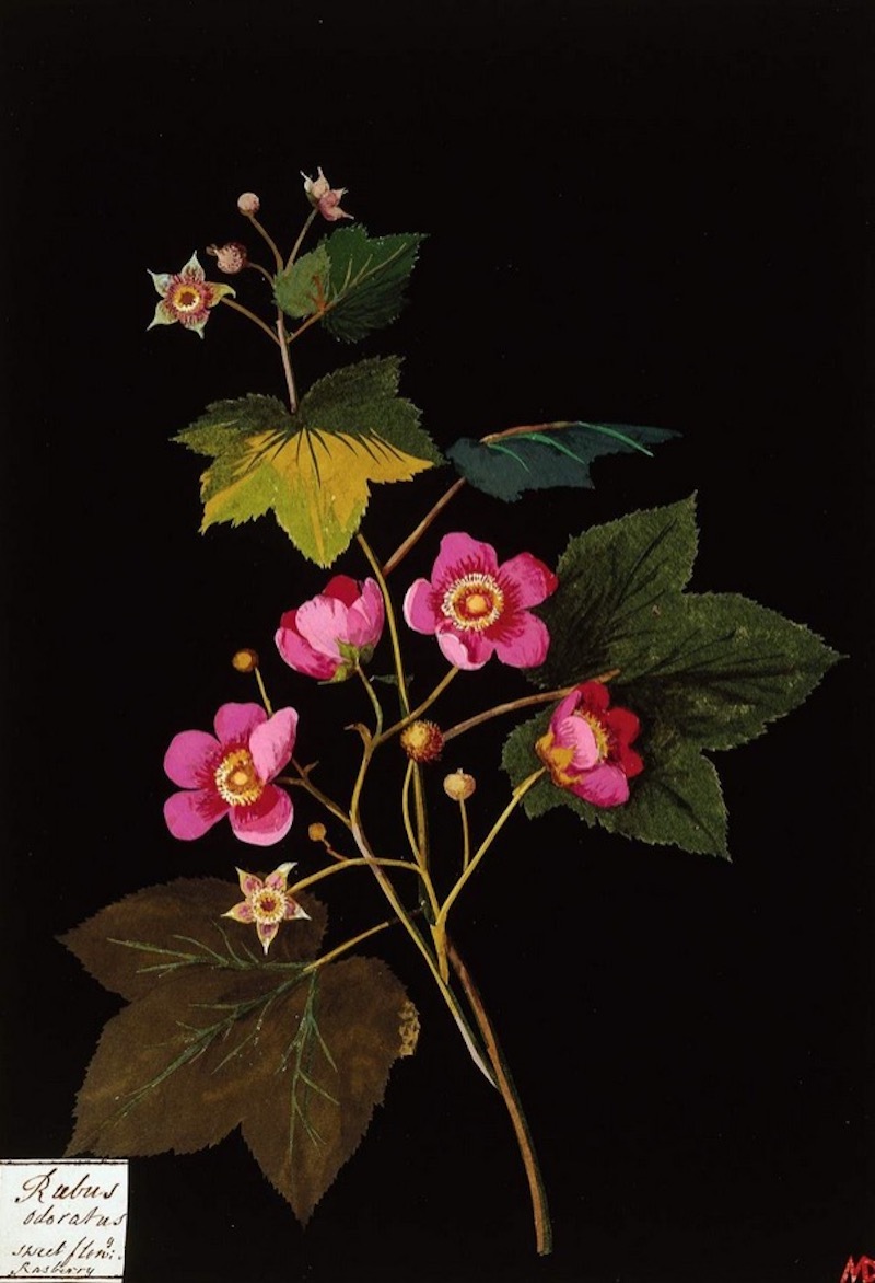 玛丽·德拉尼，《蔷薇科植物》，1772-1782年