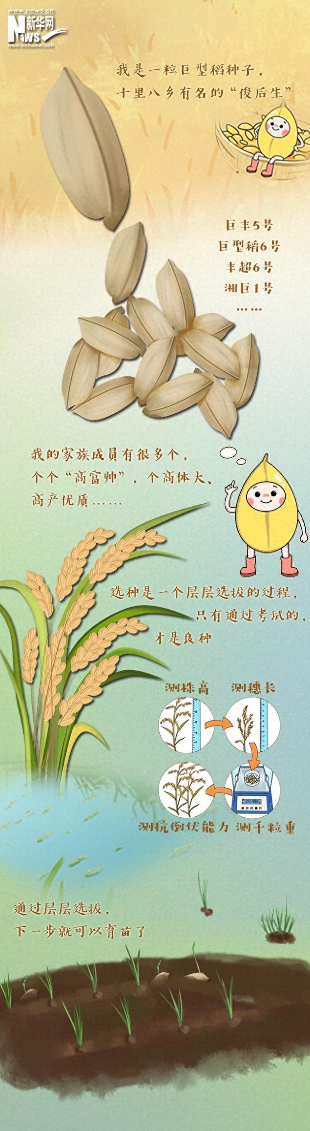 正是巨型稻育秧耕种的关键期袁隆平的"禾下乘凉梦"正在照进现实可坐在