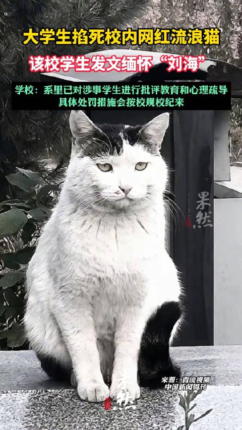 校方回应网红流浪猫被学生掐死:已对虐猫学生批评教育和心理疏导|晋中市|晋中学院|学生会|山西省|刘海_新浪新闻