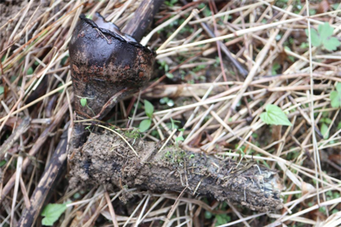 这里很重庆丨重庆有楞个多种"深山精灵"!嘿多你见都没见过