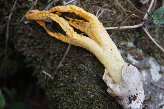 嘿多你见都没见过|真菌_新浪财经_新浪网