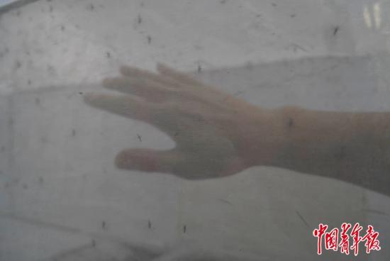 张东京把半只手探进蚊子乱飞的蚊笼，一分钟过去了，没有一只蚊子凑近他的手臂。中青报·中青网记者 魏晞/摄