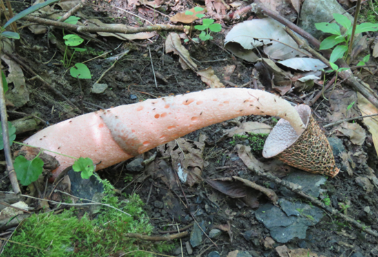 嘿多你见都没见过|真菌_新浪财经_新浪网