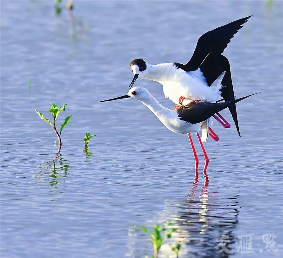 徐保卫 摄 视觉江苏网黑翅长脚鹬又名红腿娘子,高跷鸻,是高挑修长的