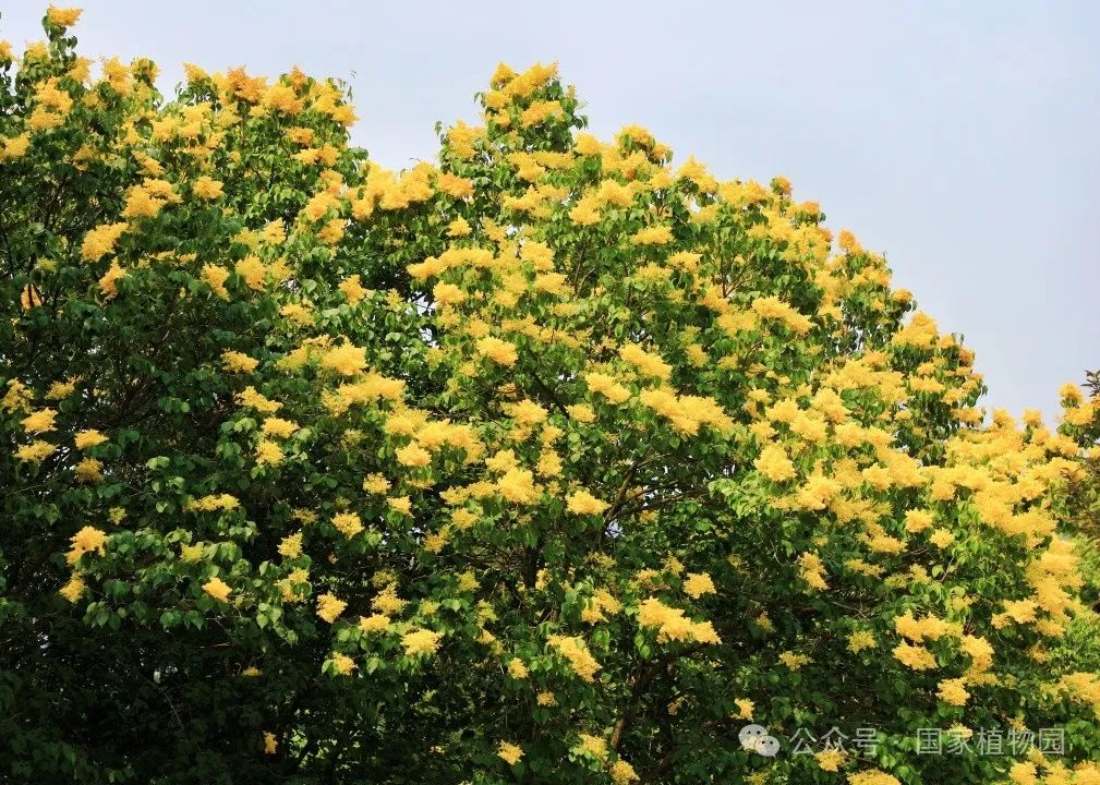 金落枝头 香飘初夏——金园丁香