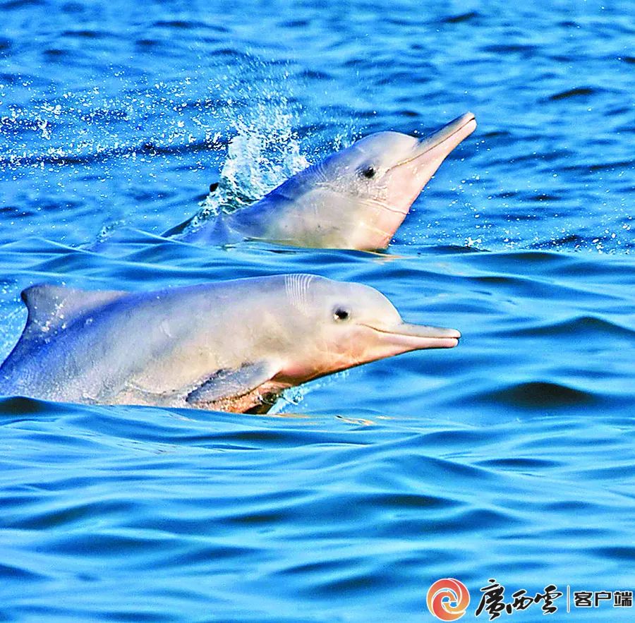 中华白海豚40布氏鲸是国家一级重点保护野生动物,是一种体形较大的