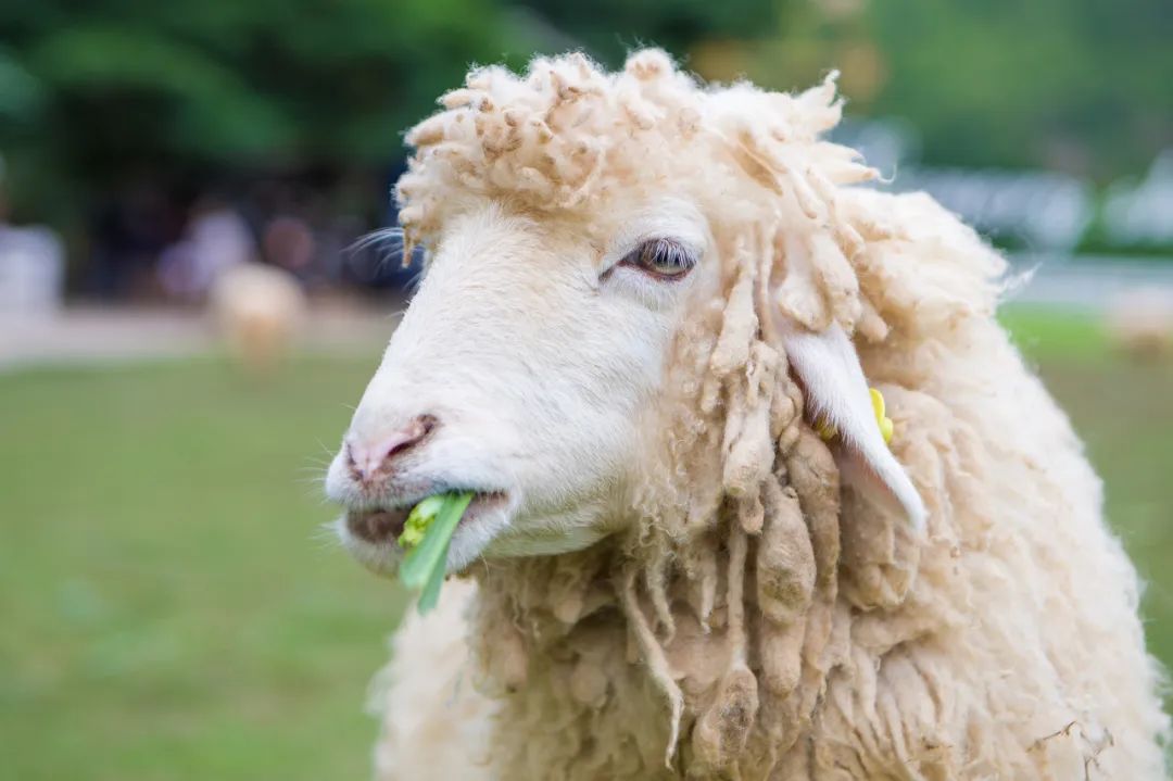 图库版权图片,转载使用可能引发版权纠纷而这时候,水平方向的狭缝瞳孔