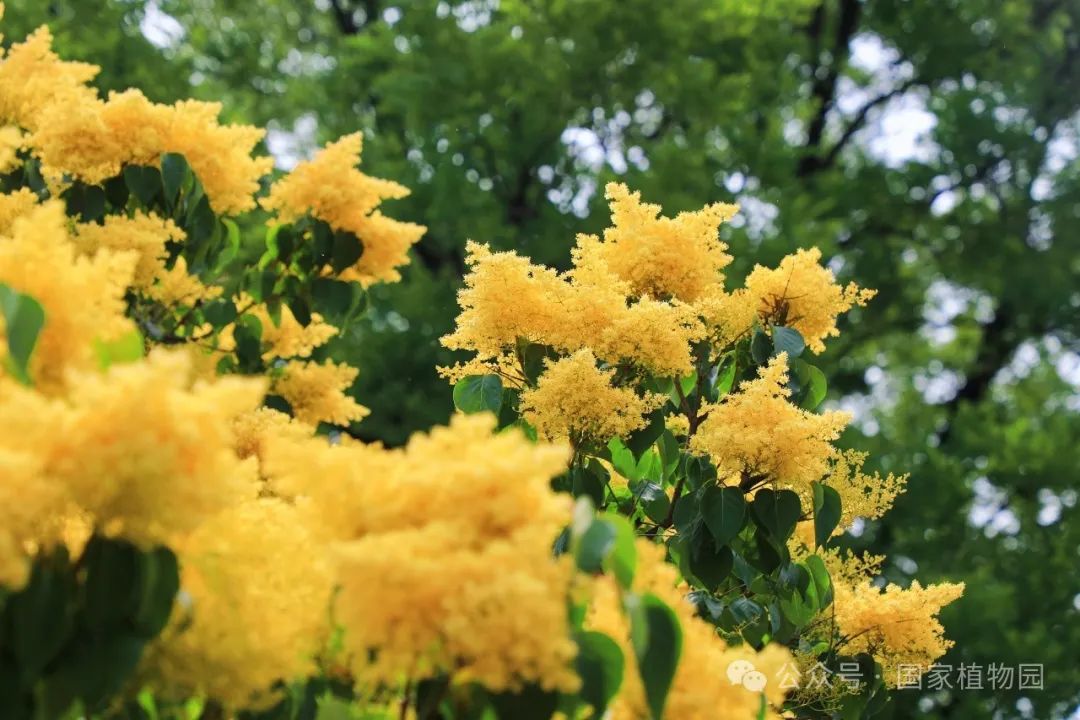 金落枝头 香飘初夏——金园丁香