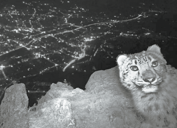 在红外相机拍摄的画面上，雪豹呆萌可爱地望着摄像头，背后就是万家灯火的乌鲁木齐。（荒野新疆志愿者团队供图）