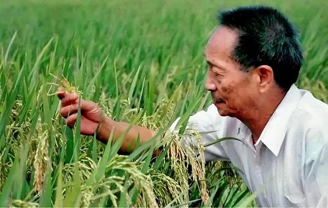 袁隆平_新浪财经_新浪网