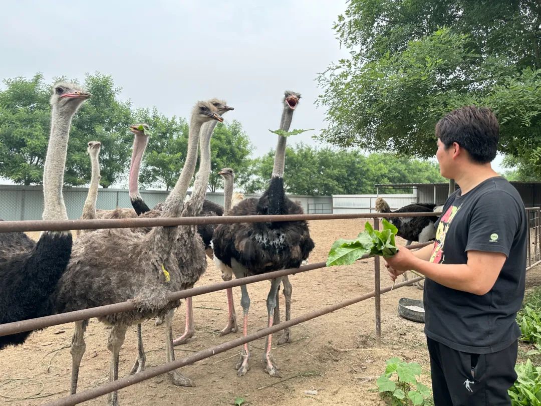 在保定盛鸵牧业有限公司的鸵鸟养殖场,一大群鸵鸟在围栏中显得很是