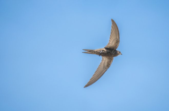 生态环境教育进课堂丨漫步北京中轴线,领略雨燕与生物