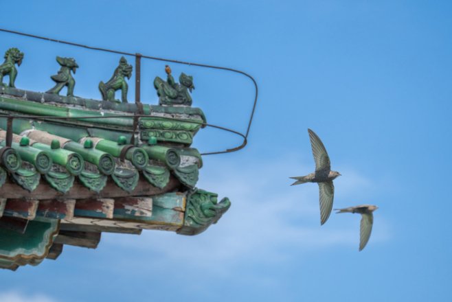 生态环境教育进课堂丨漫步北京中轴线,领略雨燕与生物