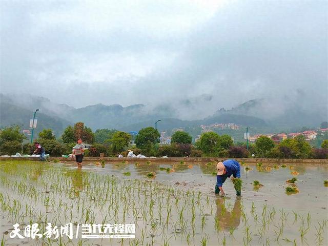 仁怀:银水村千余亩水稻插秧忙