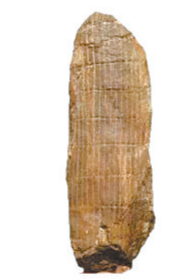 古芦木化石（受访者供图）