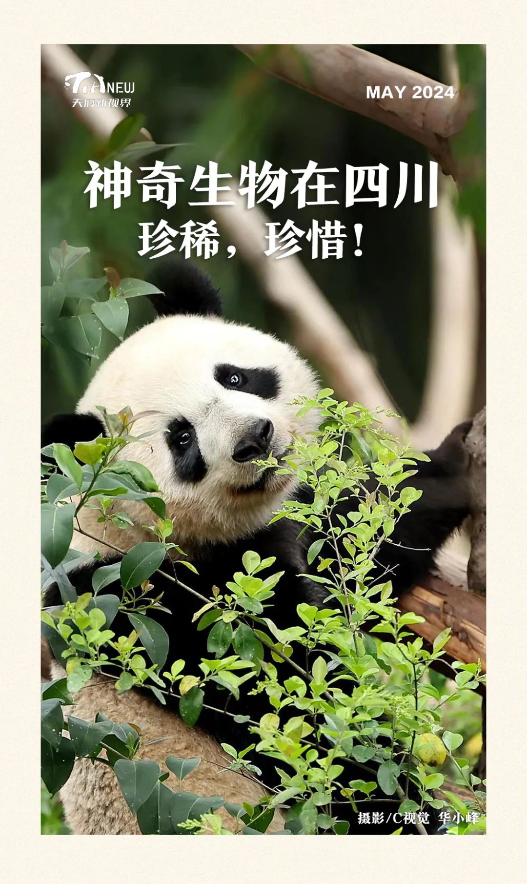 珍稀,珍惜!| 天府新视界