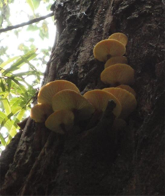 生长在构树上的野生金针菇