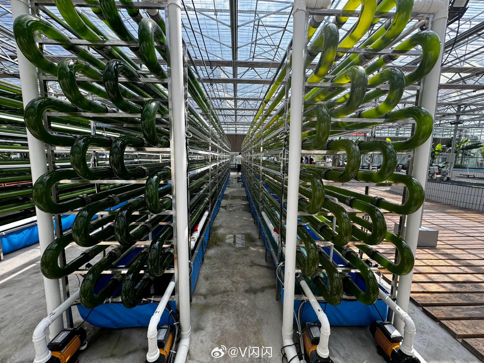 微藻接受阳光照射,完成光合作用,能吸收大量的二氧化碳……|伊犁哈萨克自治州|新疆维吾尔自治区|天然气|中国|新疆_新浪新闻