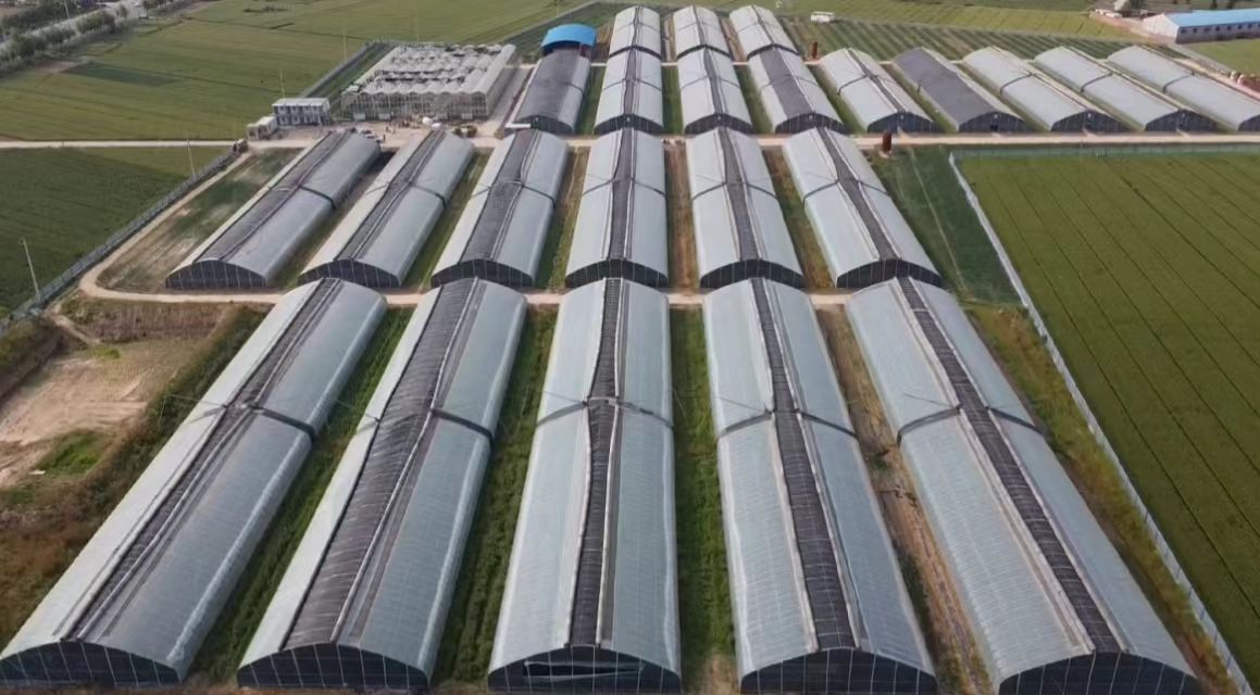 河南省原阳县福宁集镇的昊晖绿色家园家庭农场,可见一排排温室大棚