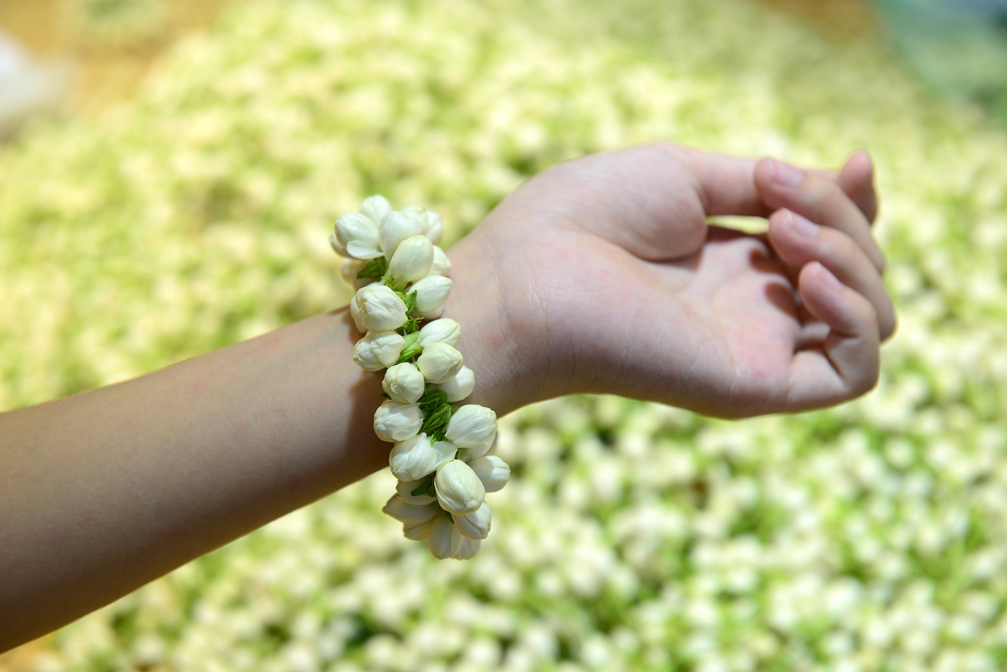 茉莉花手环 视觉中国资料图