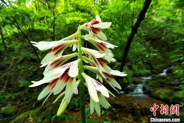 图为生长在贵州省剑河县南寨镇岔路村乌皆溪林场的野生大百合花.