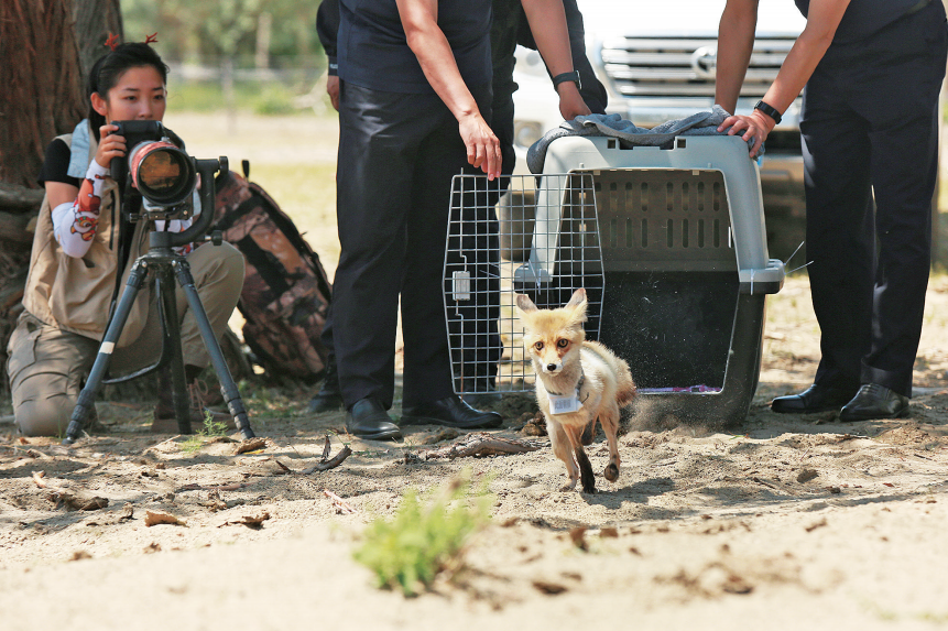 阿尔泰山野生动物救助中心,野放赤狐"毛毛"和"小小".(图/方通简 摄)