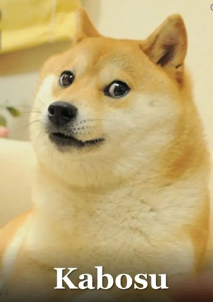 确认已去世,粉丝遍布全球|狗_新浪财经_新浪网