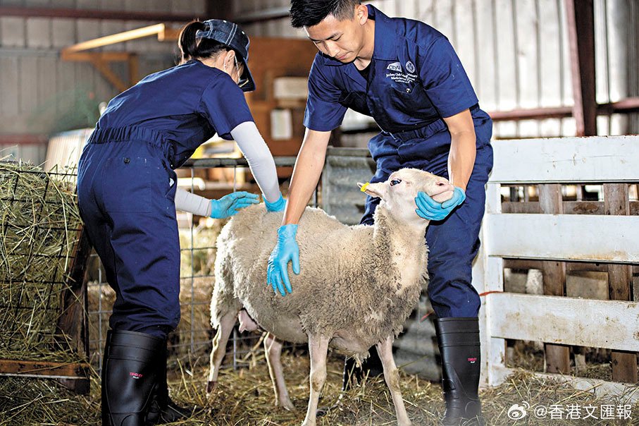 城市大学兽医课程 重视对动物有爱心|医疗|兽医|课程_新浪新闻