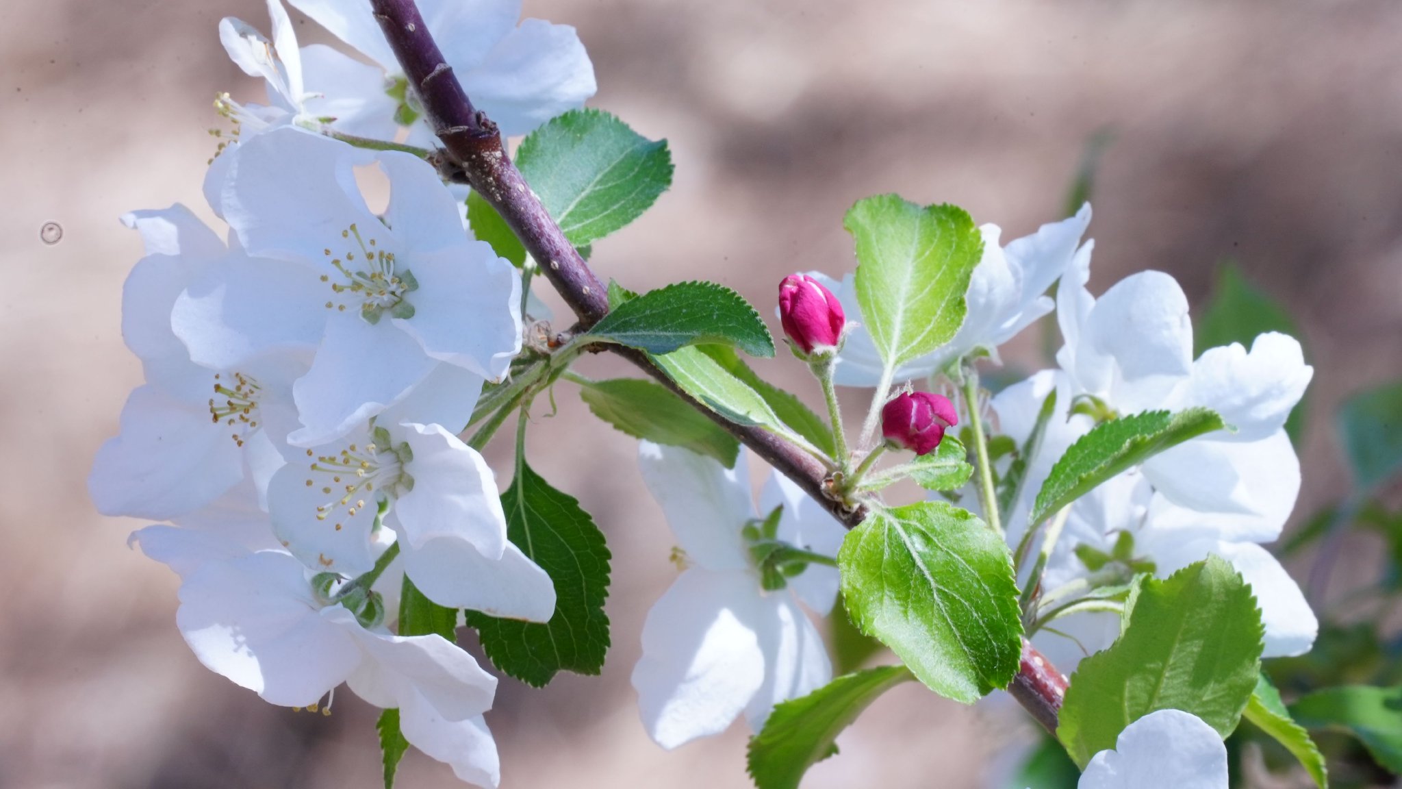 内蒙古兴安盟科右前旗:在沙果花中签收夏天