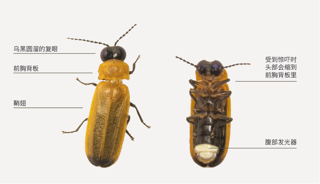 黄脉翅萤结构图