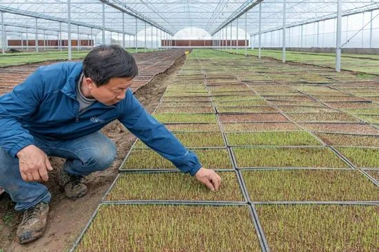 大有可为!90后回村当"老总",诞生"百万收入"村