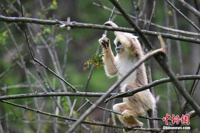 湖北神农架:"萌神"金丝猴惹人爱