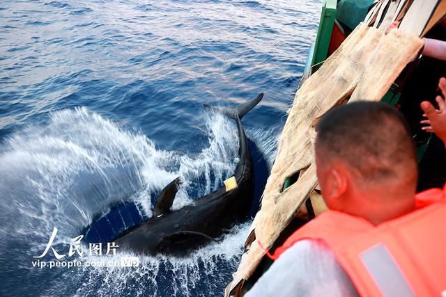 海南三亚:我国首次成功救治的搁浅短肢领航鲸"海棠"回归大海