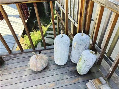 村里的角色(图)