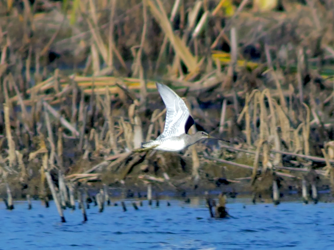 顺义发现中国新记录种!