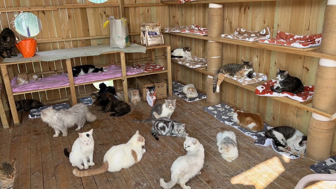 沪上流浪猫之家要倒闭?还养着几百只!有人急哭|流浪猫|猫_新浪新闻