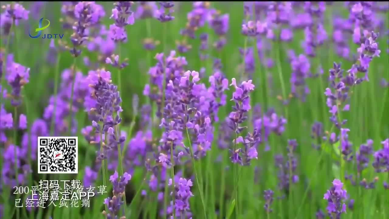 邂逅紫色浪漫 菊园百果园薰衣草迎来盛花期