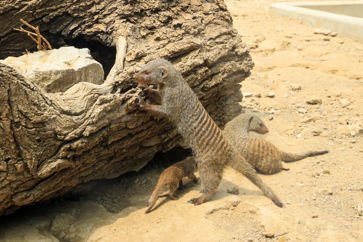 动物印象丨锵锵!欢迎来到非洲獴变"废"为宝的"新"家