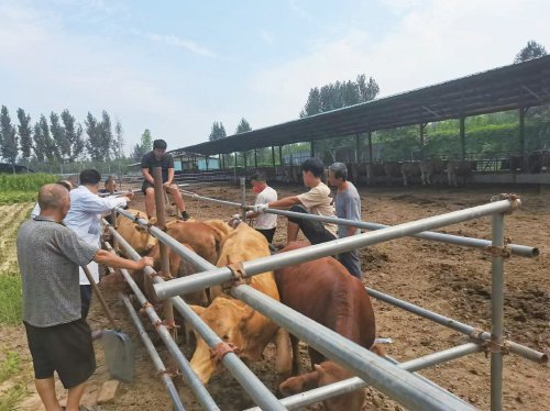 资料图初夏5月,在河北邱县子涵养殖集团有限公司养牛场里,牛群在运动