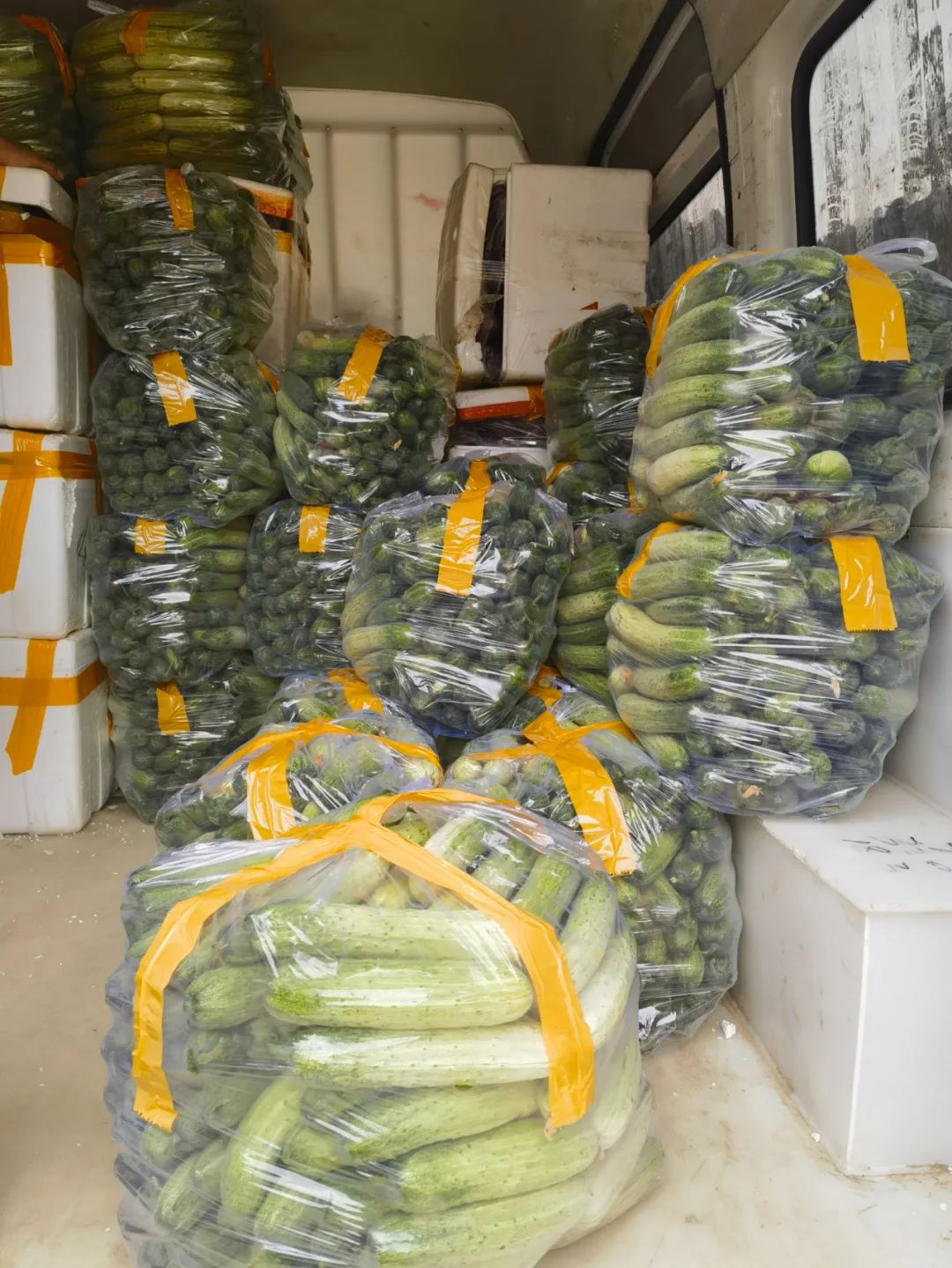 罗庭志最近忙着督促农户们抢摘新鲜茄子打包送往贵阳,他表示,从今年第