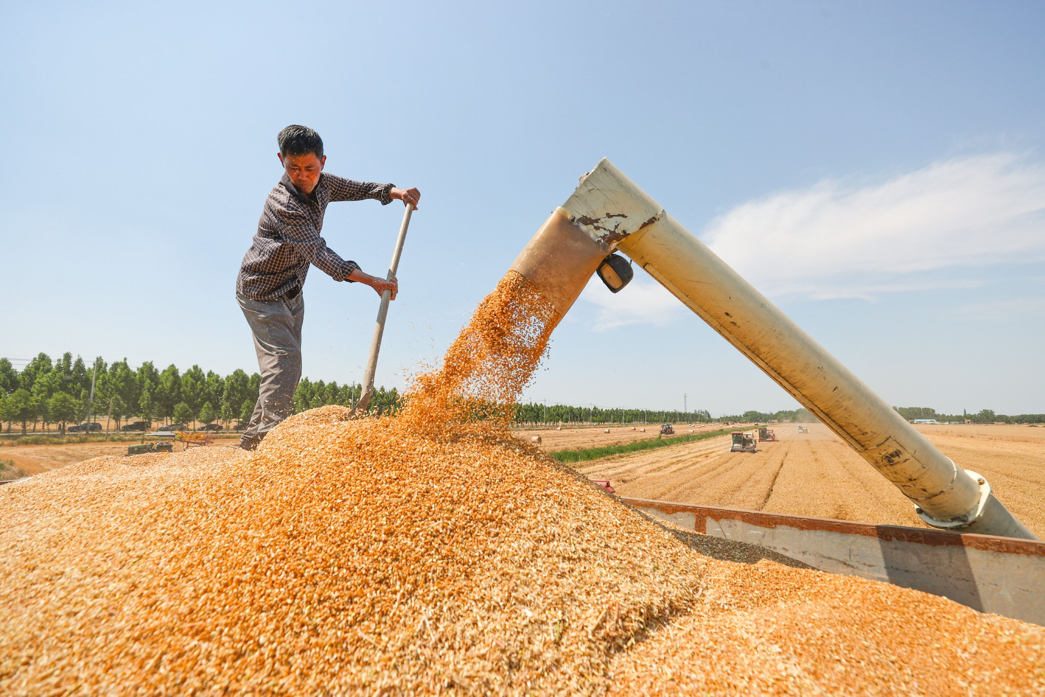 新华社 图全国"三夏"大规模小麦机收正在全面展开.