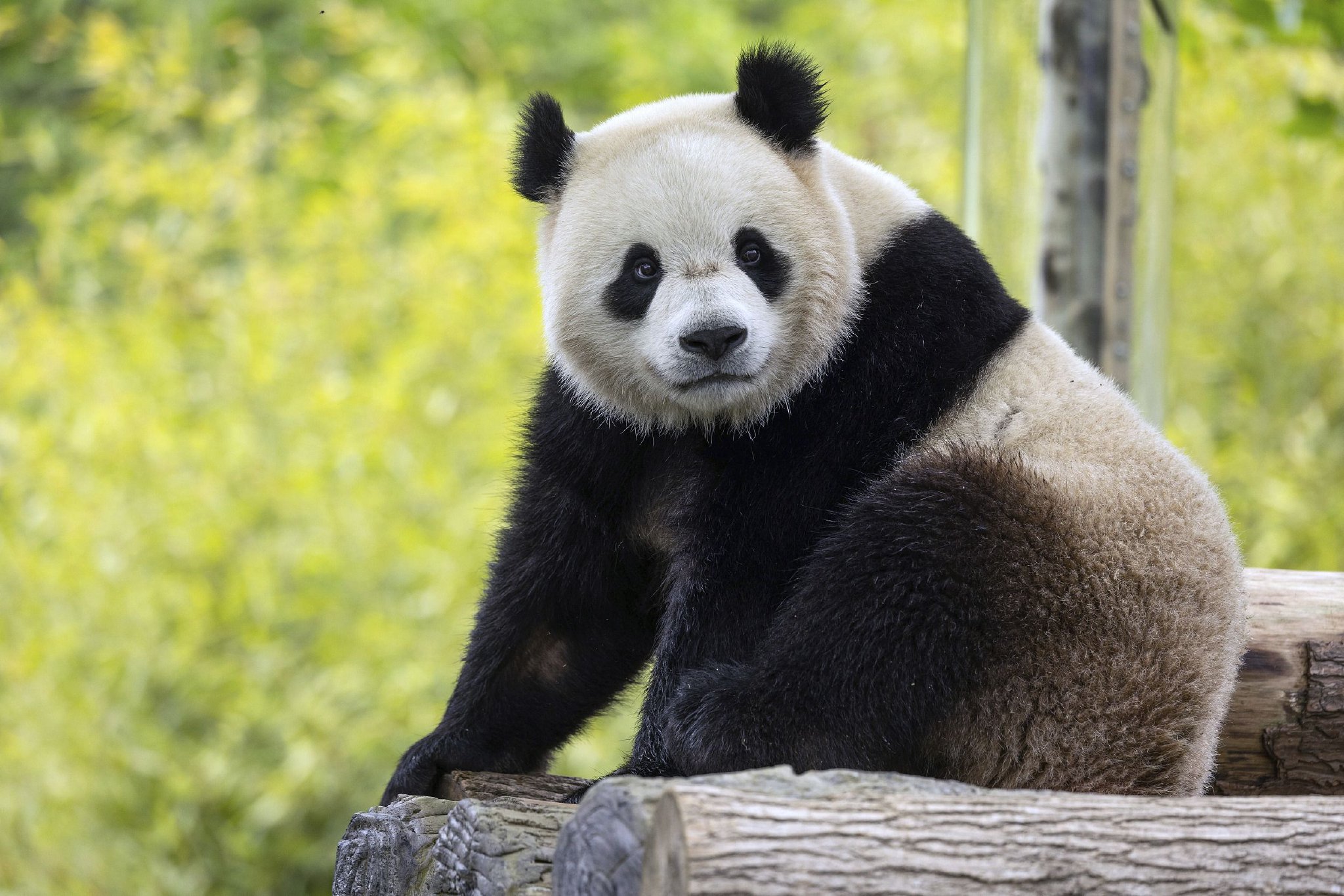 大熊猫的资料壁纸图片