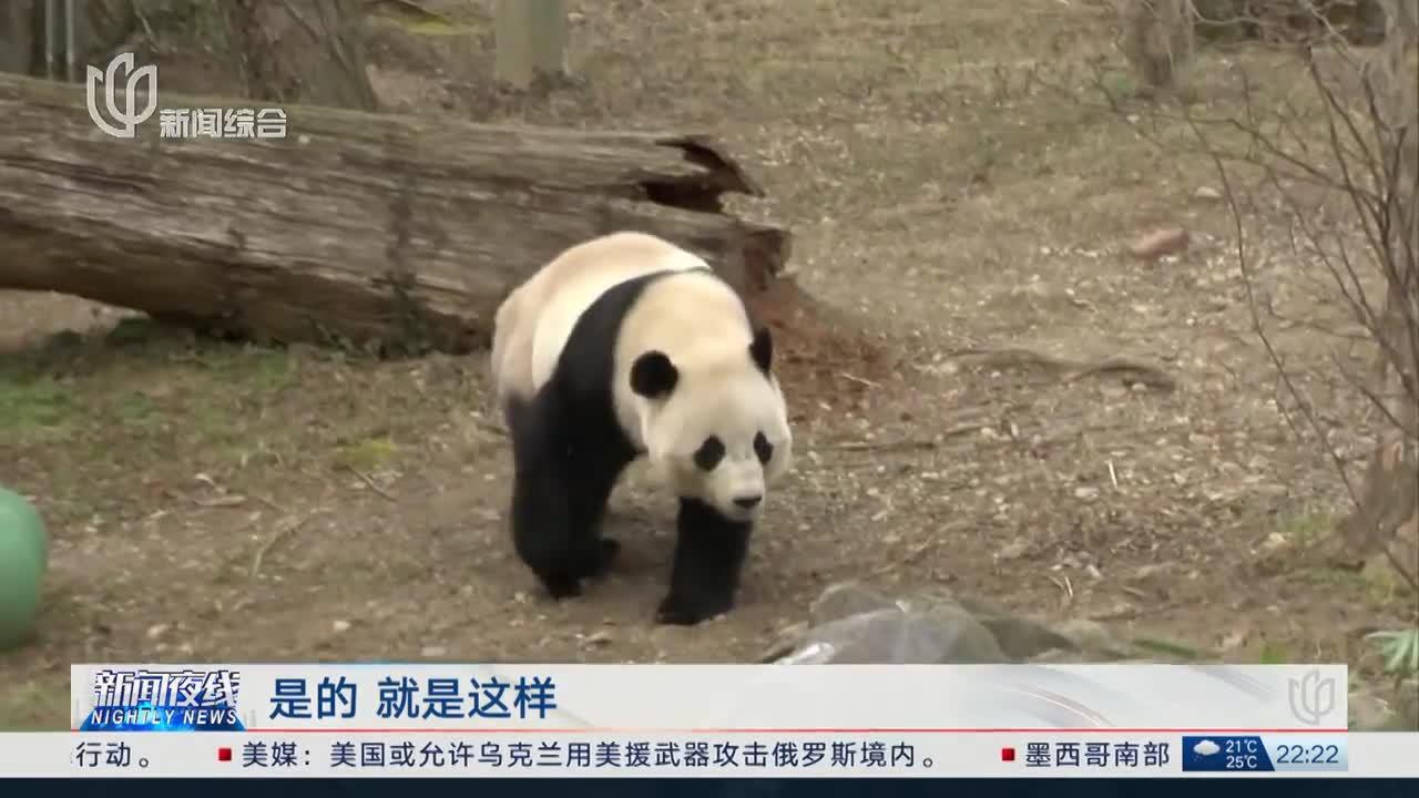 大熊猫"宝力""青宝"将赴美国华盛顿