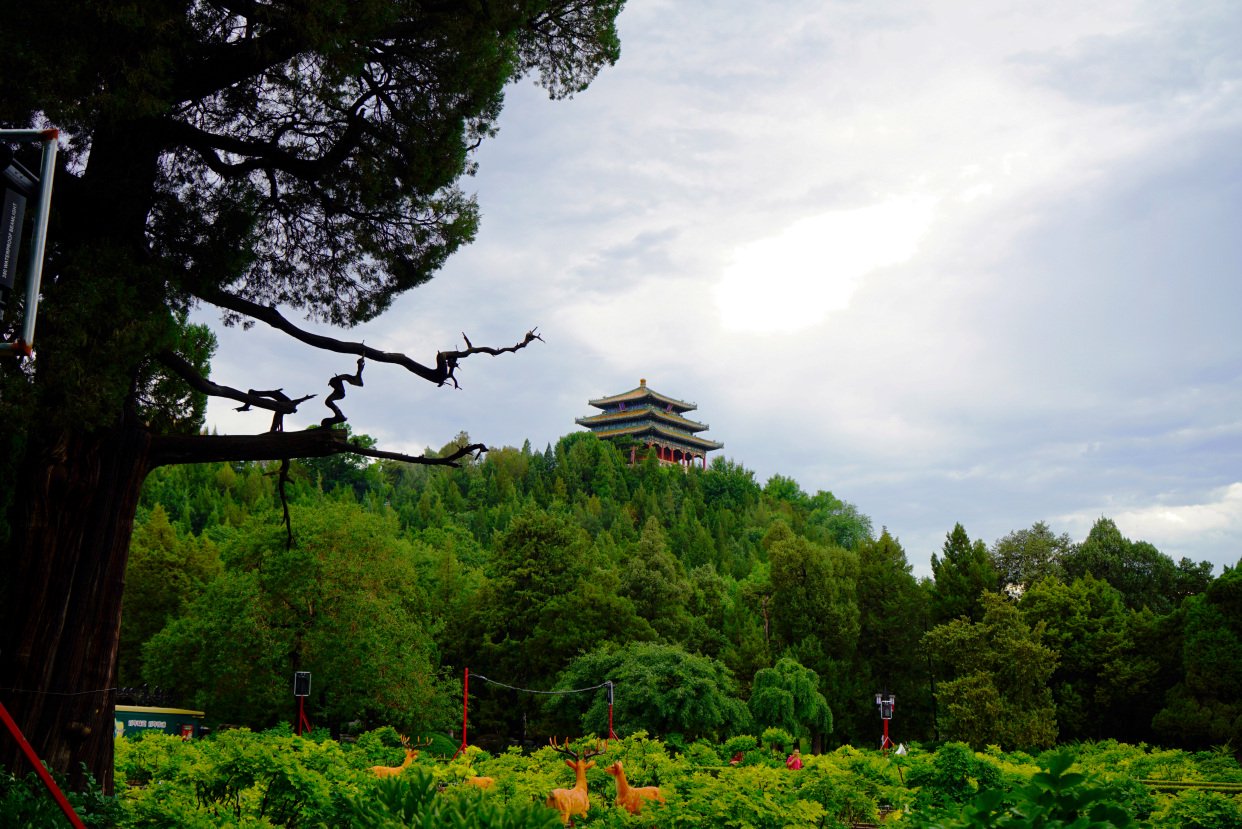 速看!雨后的景山公园